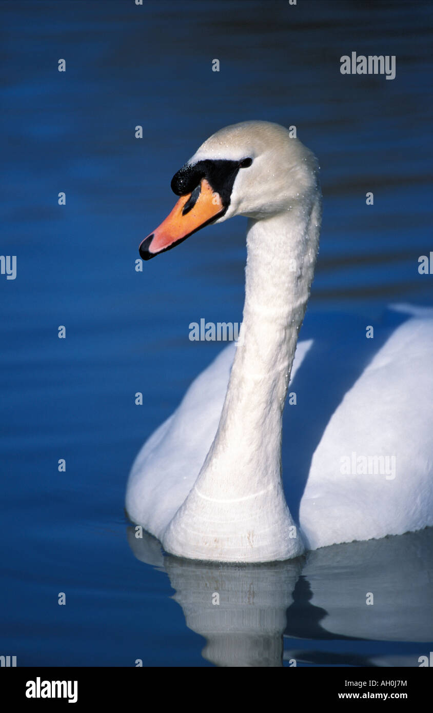 Adulto Cigno Sygnus olor nuoto Foto Stock