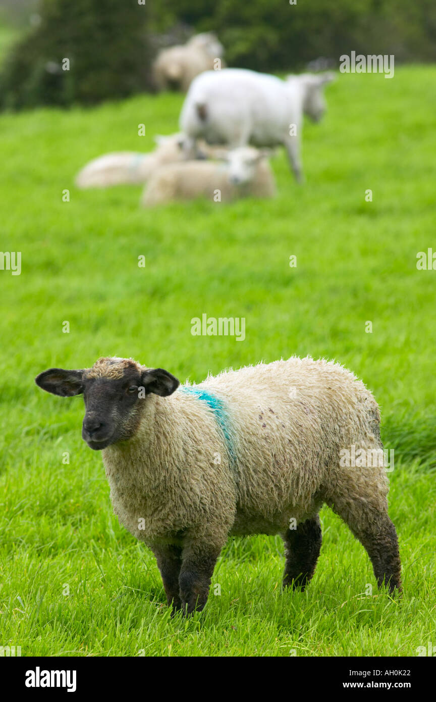 La Palude Salata pecore nel campo durante l'alta marea Morecambe Bay Cumbria Foto Stock