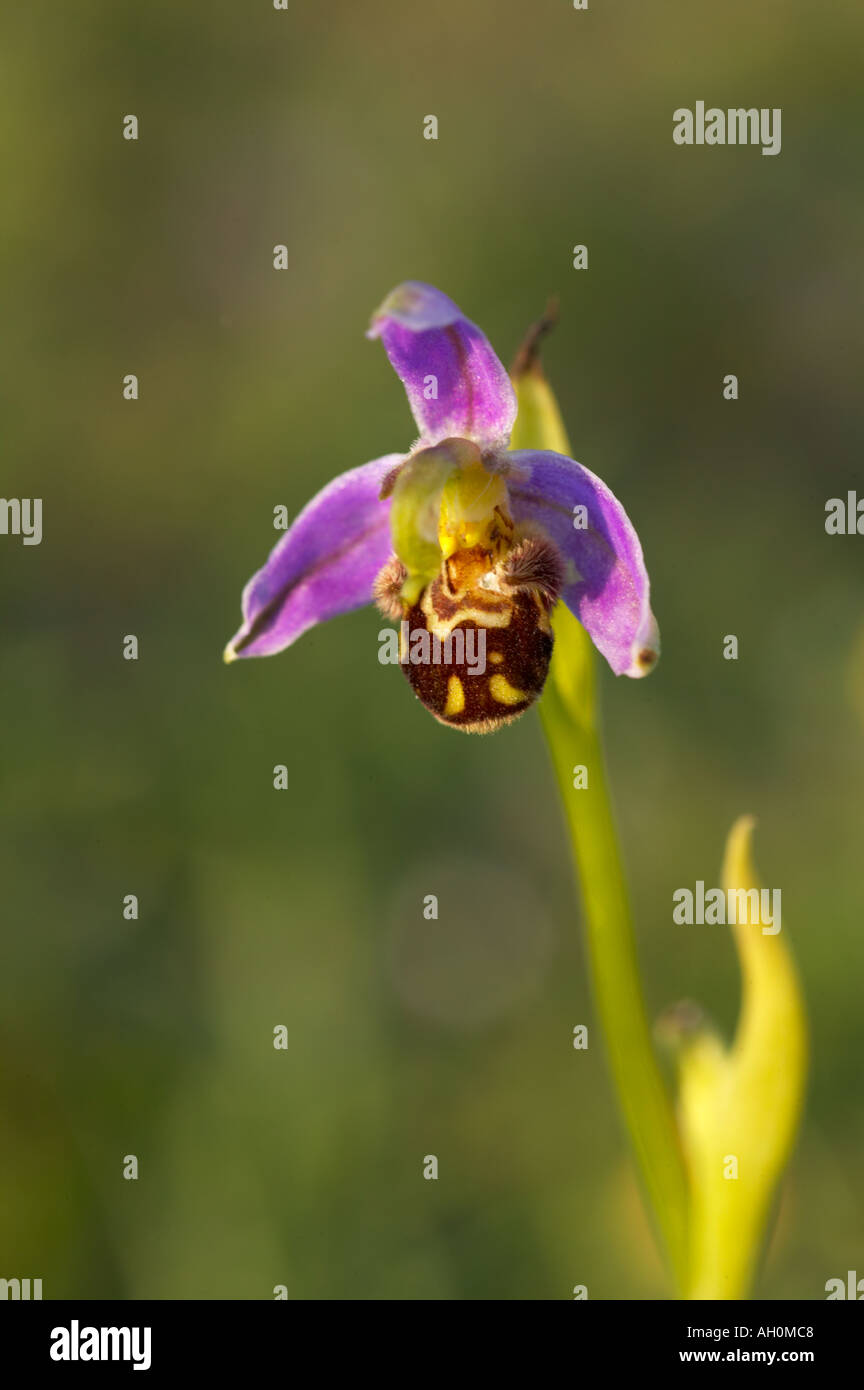 Bee orchidee in fiore a Quarry Bank riserva naturale Clitheroe Lancashire Foto Stock