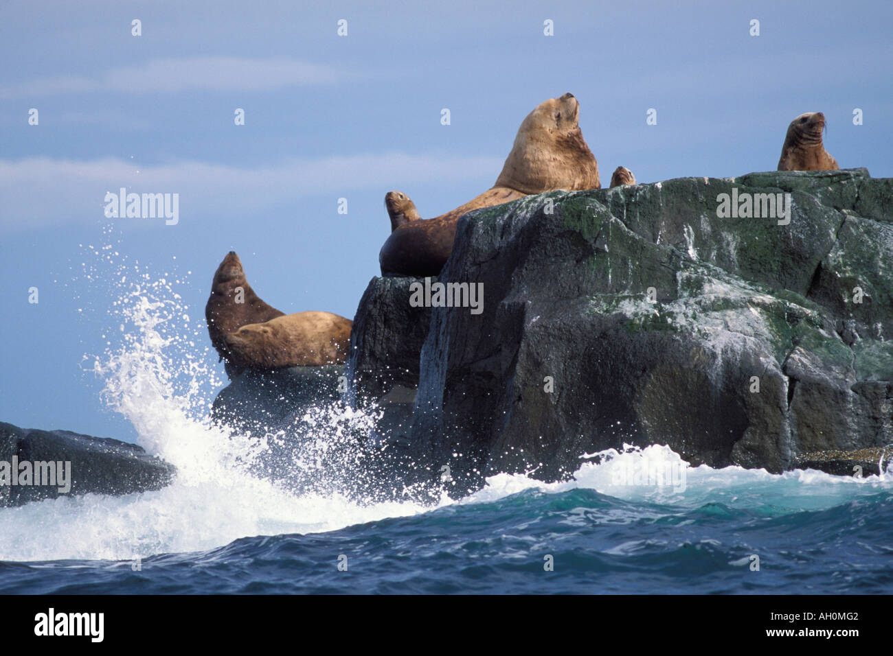 In via di estinzione stellar leoni di mare Eumetopias jubatus sun stessi lungo la costa di Katmai Parco Nazionale Penisola di Alaska Foto Stock