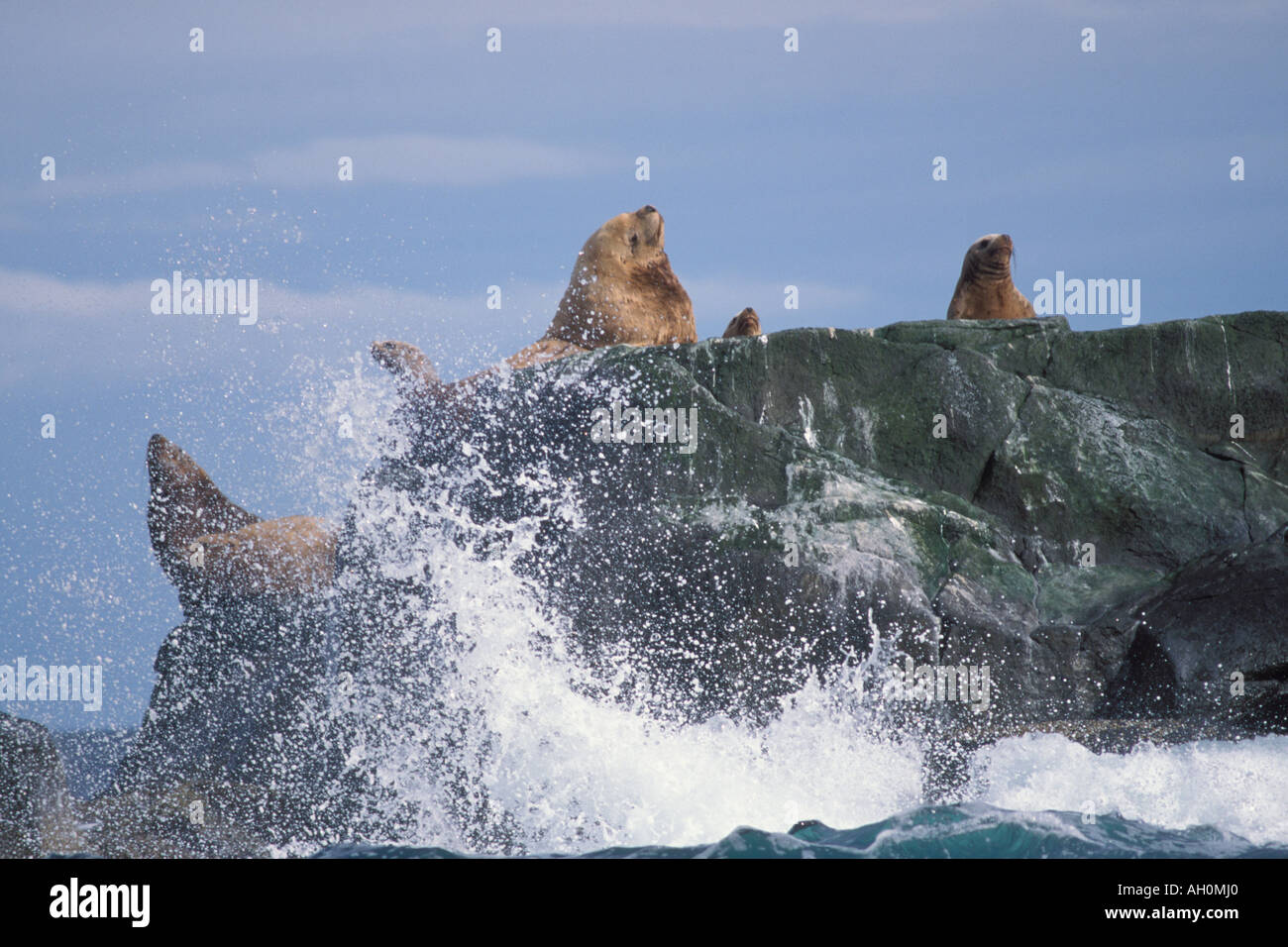 In via di estinzione stellar leoni di mare Eumetopias jubatus sun stessi lungo la costa di Katmai National Park sulla Penisola di Alaska Foto Stock