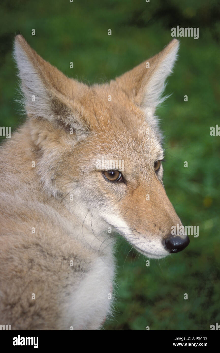 Coyote Canis latrans nelle colline ai piedi delle montagne Takshanuk Nord Alaska sudorientale Foto Stock