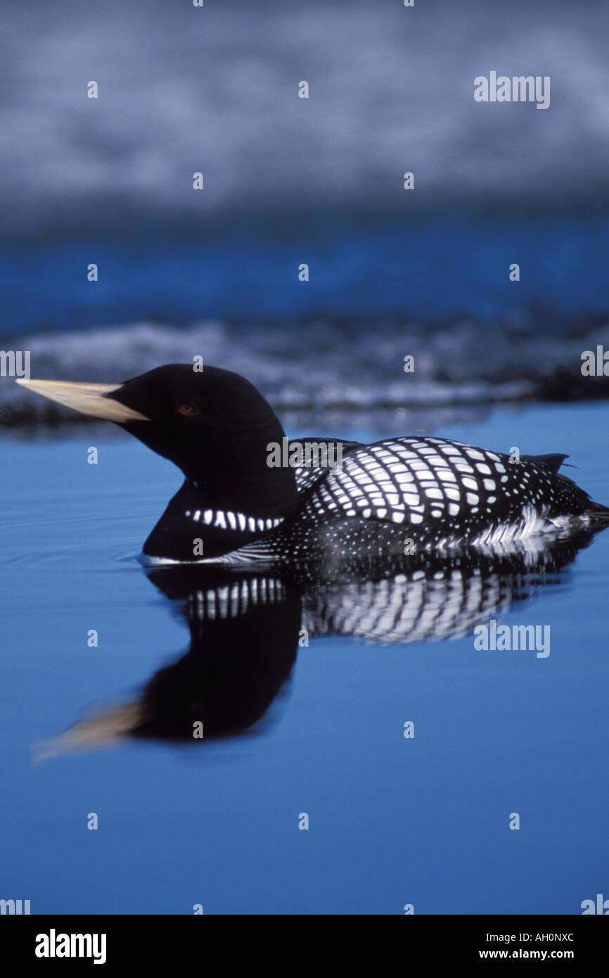 Giallo fatturati loon Gavia adamsii nel 1002 area dell'Arctic National Wildlife Refuge Alaska Foto Stock