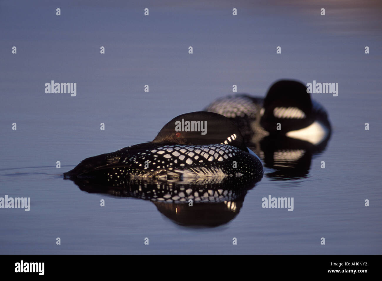 Giallo fatturati loon Gavia adamsii coppia adagiata nel 1002 area dell'Arctic National Wildlife Refuge Alaska Foto Stock