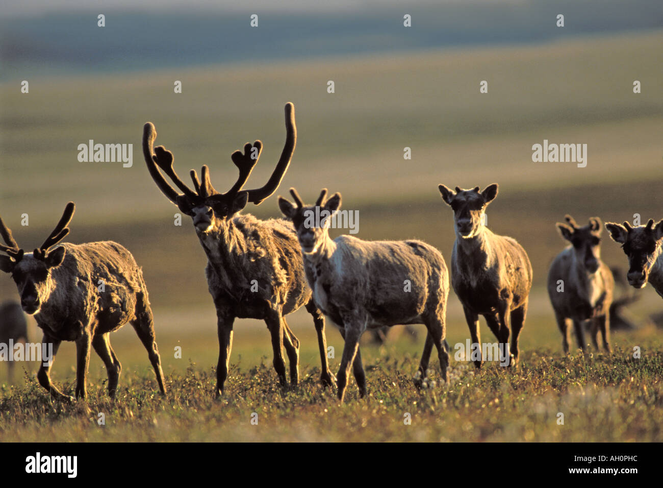 Terra povera caribou Rangifer tarandus porcupine mandria 1002 pianura costiera dell'Arctic National Wildlife Refuge Alaska Foto Stock