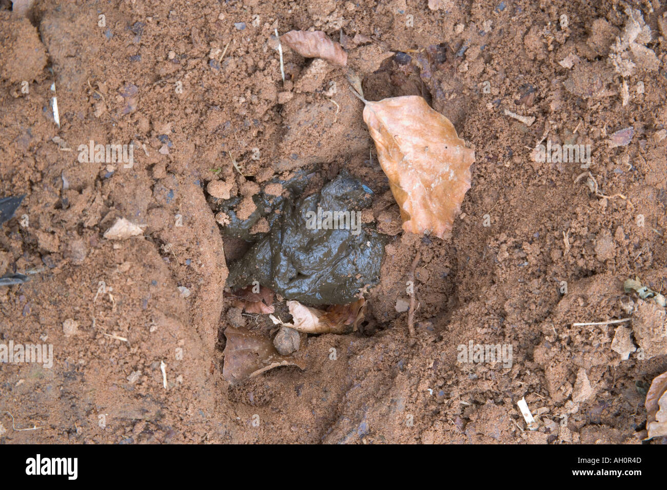 Latrina Badger Meles meles Lancs REGNO UNITO Foto Stock