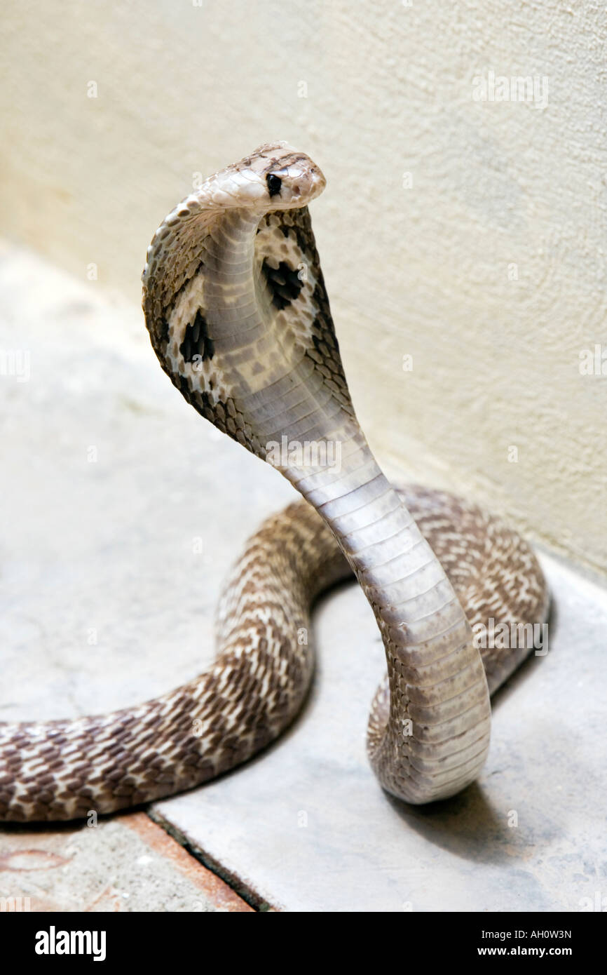 Indian Spectacled Cobra. India Foto Stock