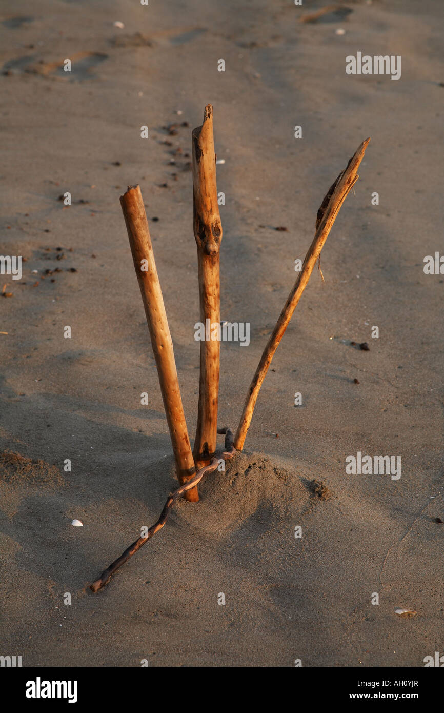 Effettuare il cambio driftwood monconi di cricket Foto Stock