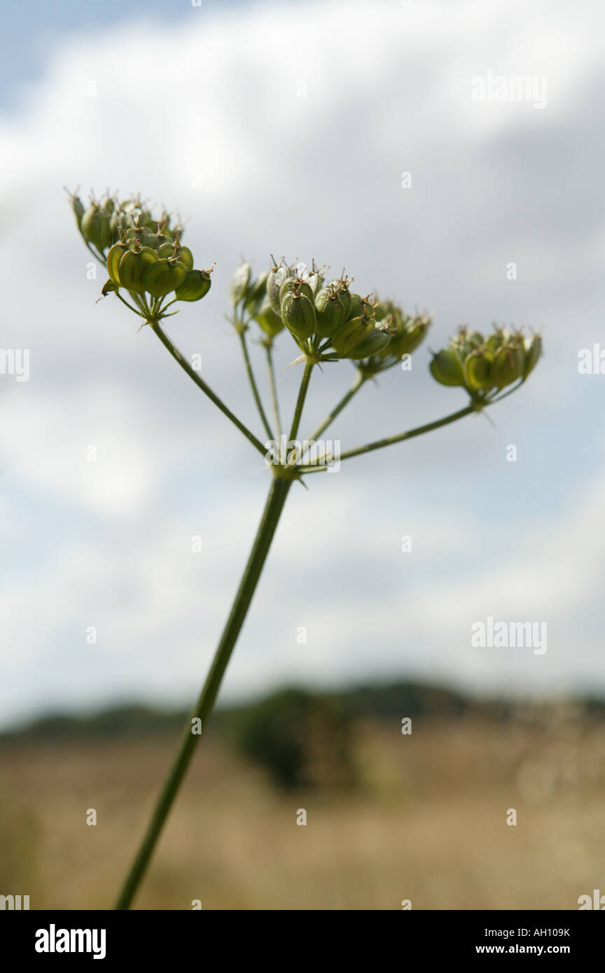 Wild seme head crescendo in un cielo blu nei mesi estivi trovati su un sentiero in ambiente rurale Foto Stock