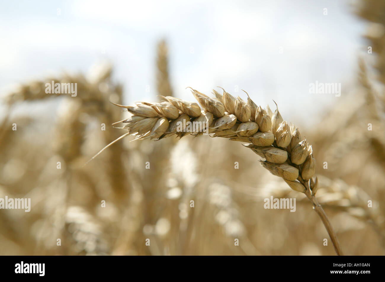 Dettaglio closeup di orecchio di frumento o il raccolto di grano crescente nei mesi estivi prima del raccolto Foto Stock