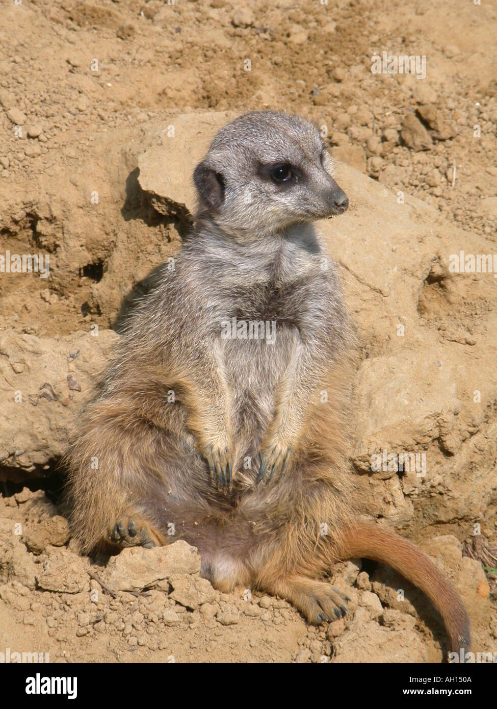 Meerkat a Wingham Wildlife Park Wingham Kent England Foto Stock