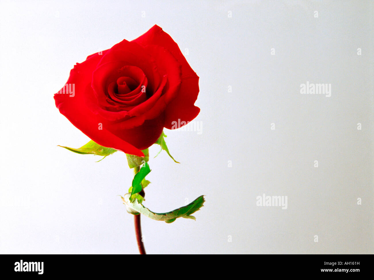 Il giorno di San Valentino Red Rose contro un sfondo mentre Foto Stock