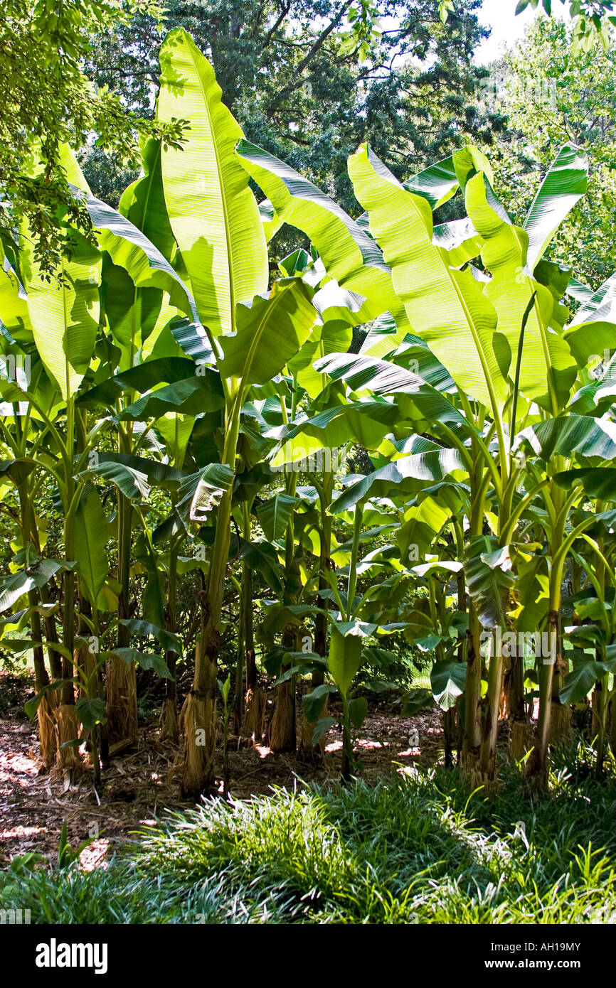 Un albero di banana grove genere è Musa e famiglia è Musaceae Foto Stock