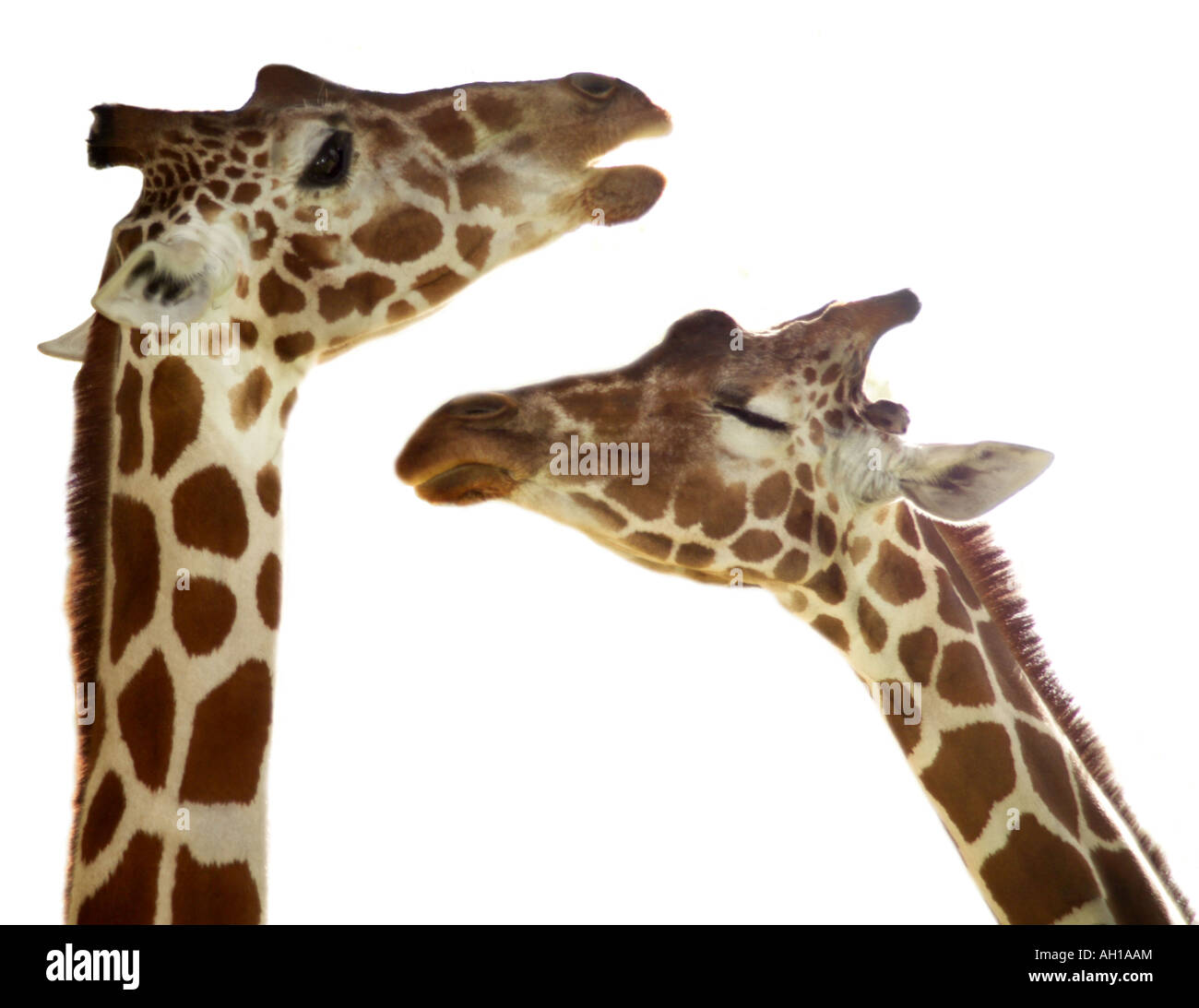 Le giraffe Foto Stock