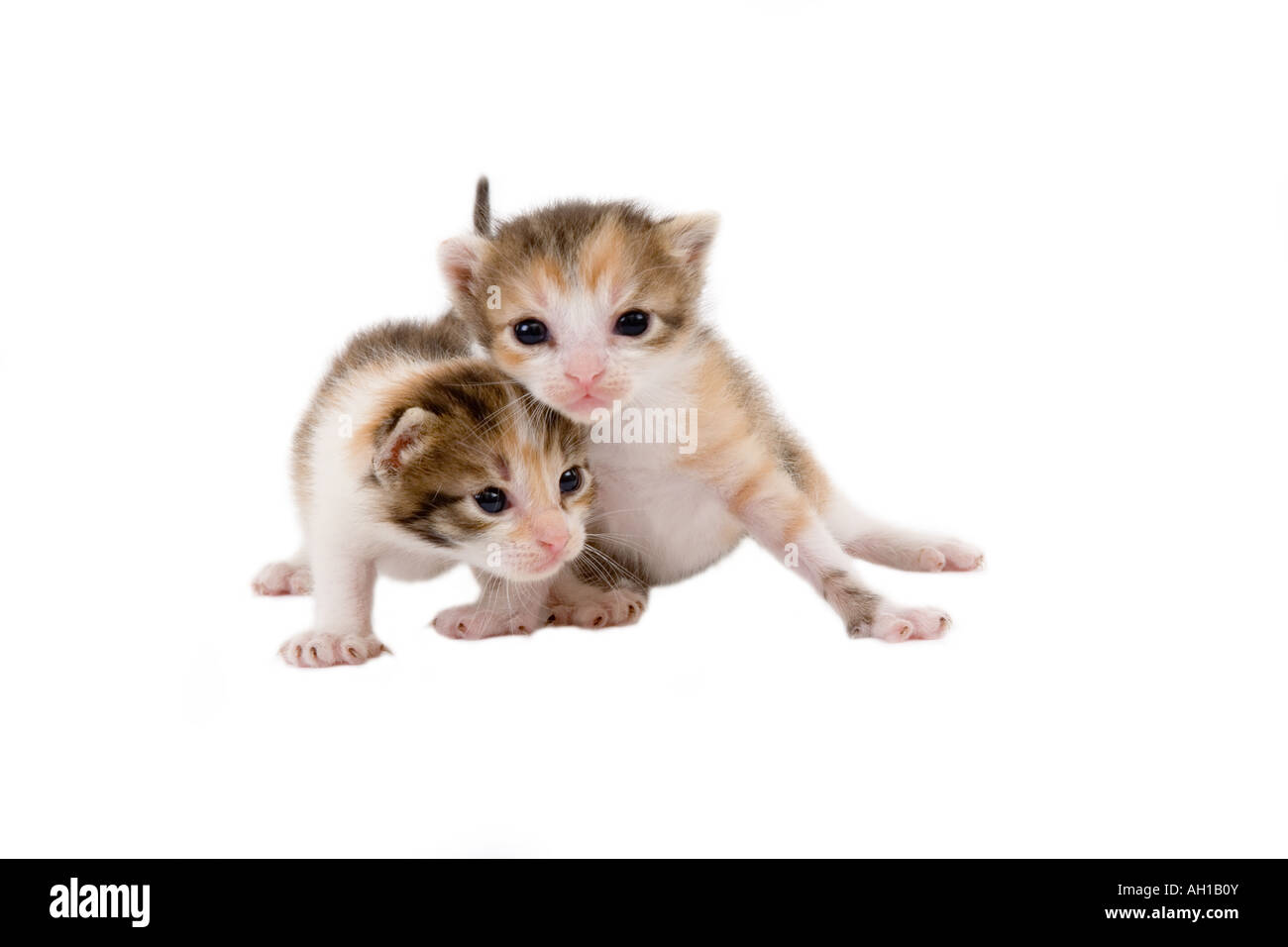 Due gattini a strisce 3 settimane isolato Foto Stock