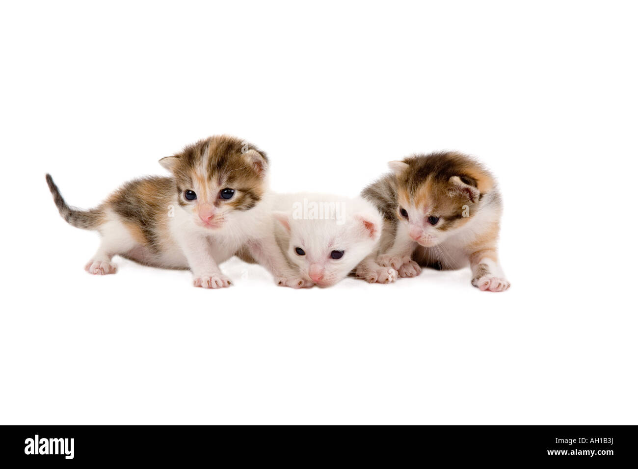 Tre i gattini di 3 settimane isolato Foto Stock