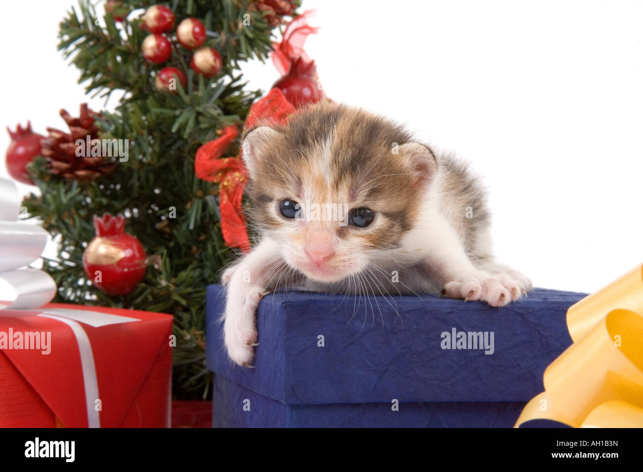 3 settimane striped gattino e un albero di Natale e qualche confezione regalo Foto Stock