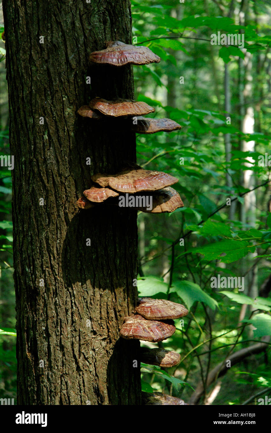 Ripiano parassita fungo, Basidiomycota, sul tronco di albero di legno duro Foto Stock