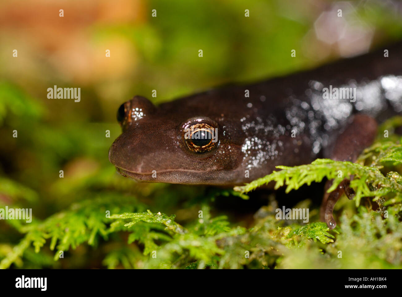 Imitatore Salamander, Desmognathus imitatore, Parco Nazionale di Great Smoky Mountains Foto Stock