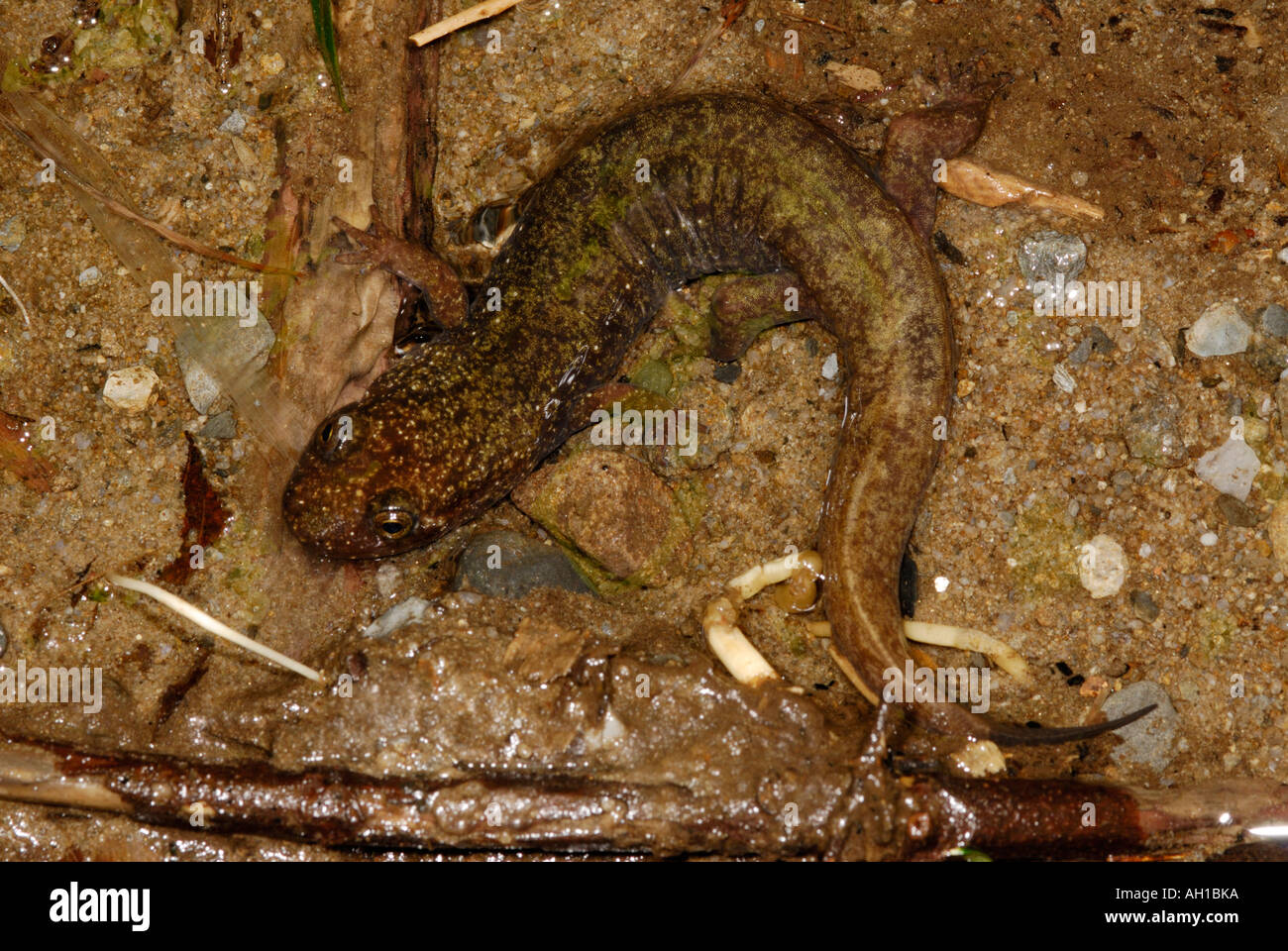 Salamandra Blackbelly, Desmognathus quadramaculatus, nel flusso, il Parco Nazionale di Great Smoky Mountains Foto Stock