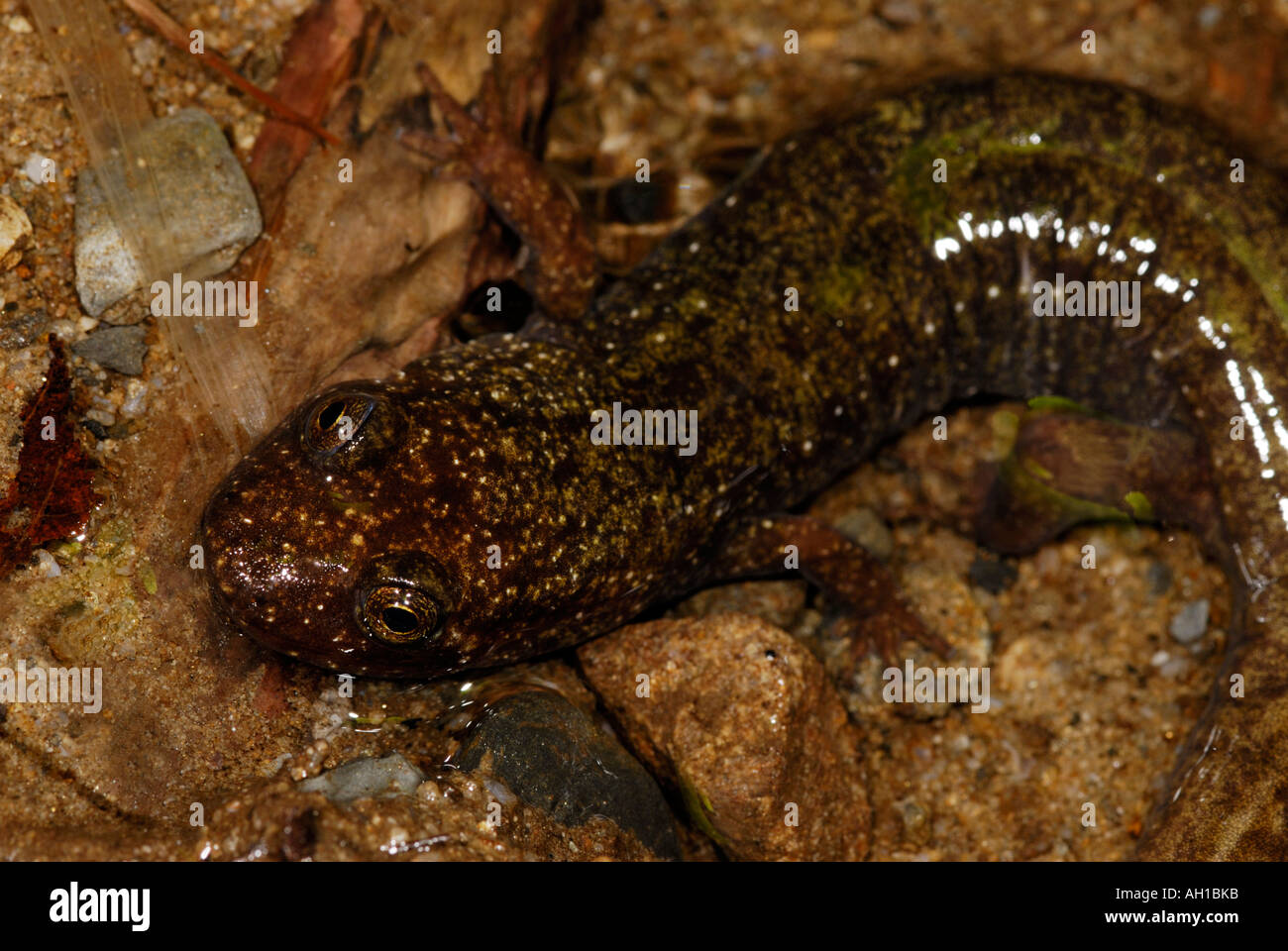 Salamandra Blackbelly, Desmognathus quadramaculatus, nel flusso Foto Stock