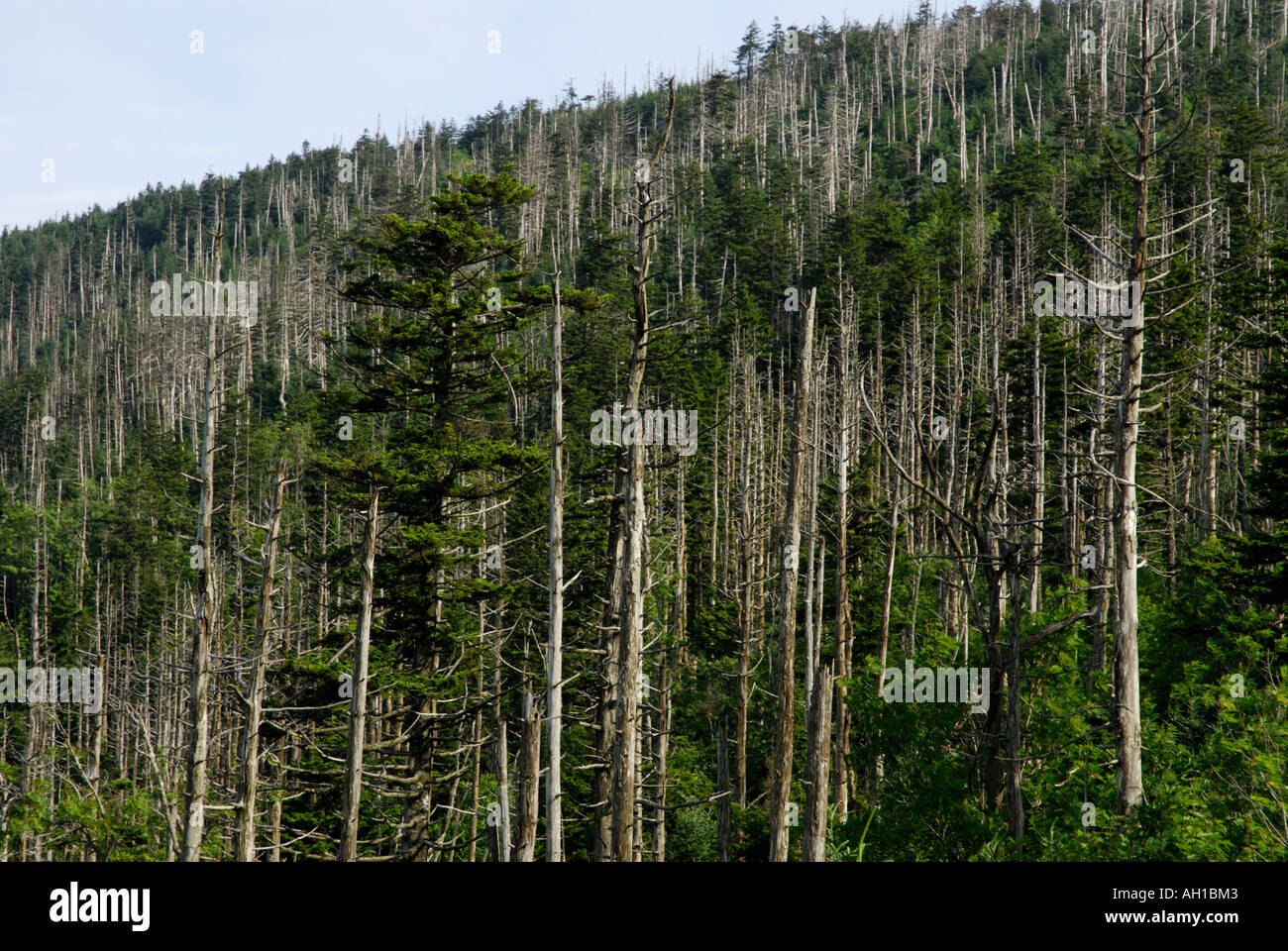 Dead Fraser Fir, Abies fraseri, alberi - vittime di Balsam Wooly Adelgid, Clingman's Dome, il Parco Nazionale di Great Smoky Mountains Foto Stock