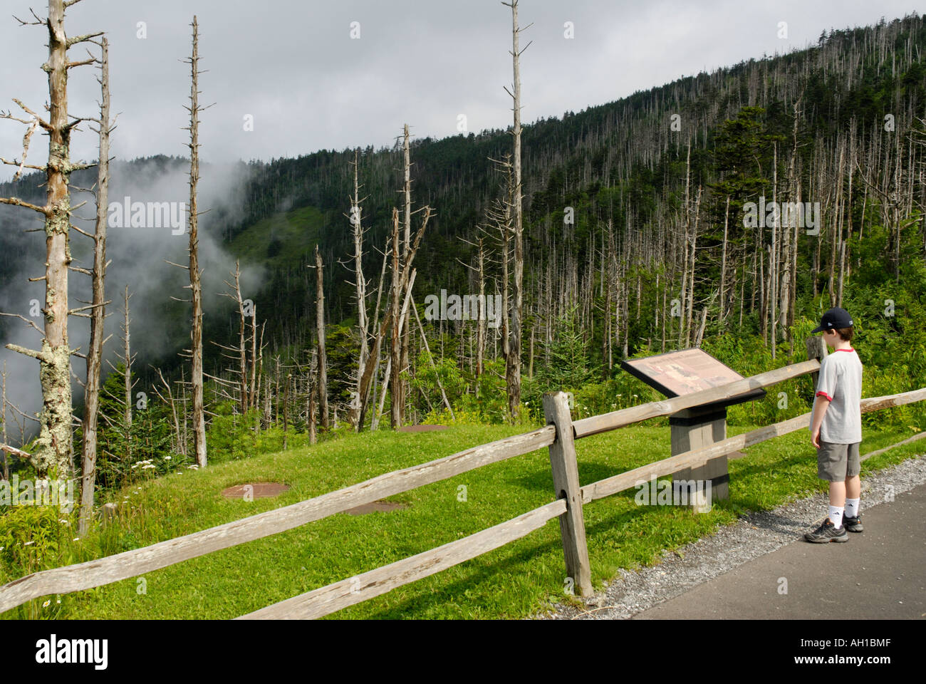 Ragazzo lettura interpretativa sul segno Clingman cupola del sentiero, Parco Nazionale di Great Smoky Mountains Foto Stock