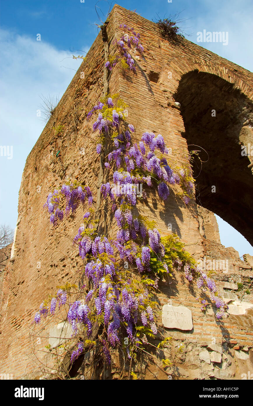 Roma Italia resti in mattoni e ricoperta con fiori selvatici Foto Stock