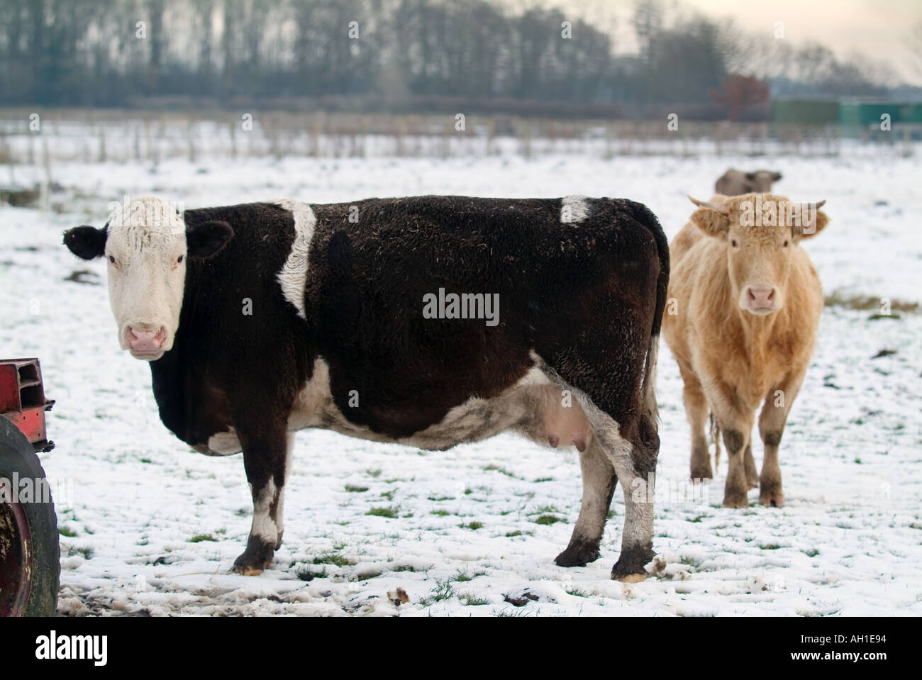 Mucca nel campo snow ice frost freddo inverno congelare il fuggitivo icy stagione yorkshire Inghilterra azienda agricola economia rurale bovini Foto Stock