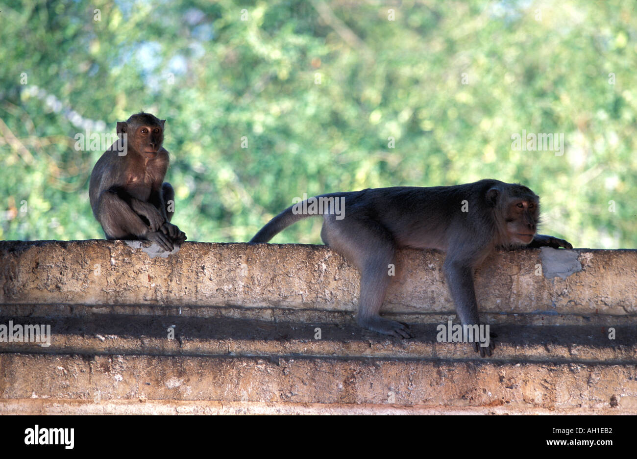 Pulaki tempio di Bali s N costa è un importante luogo di pellegrinaggio e durante la corsa con le scimmie Foto Stock