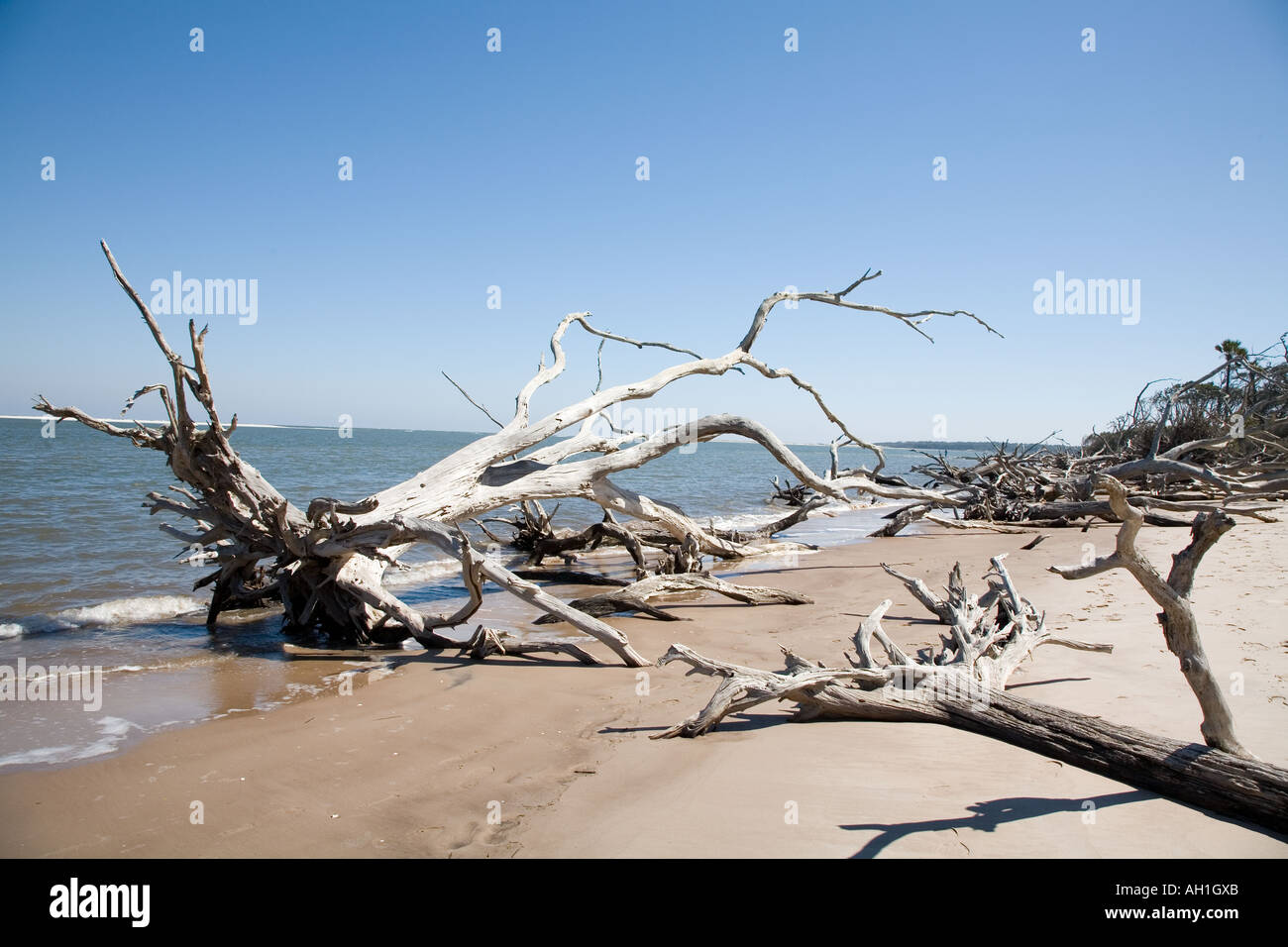 Driftwood sulla spiaggia Amelia Island Florida U.S.A. Foto Stock