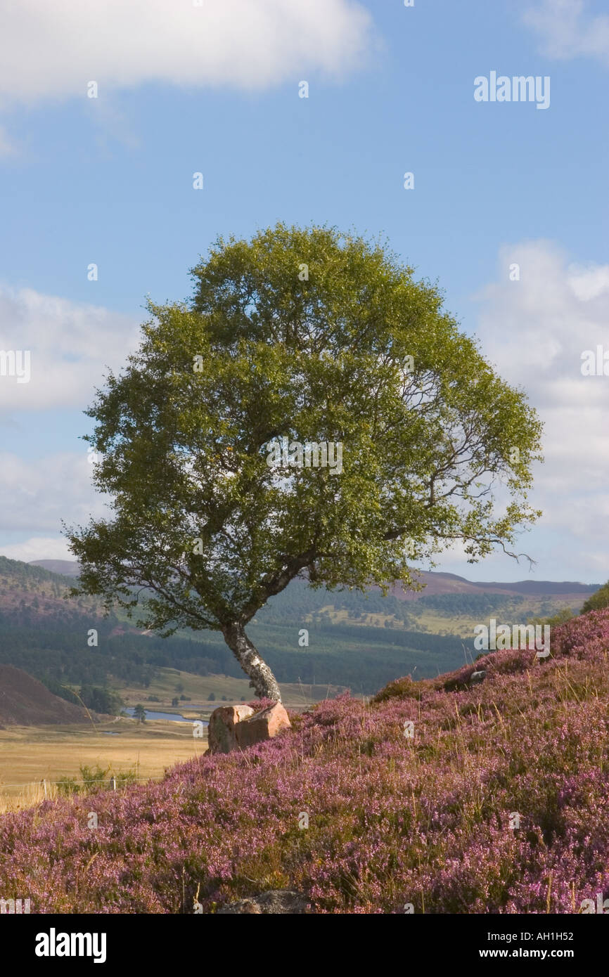Heather scene della Scozia - Scottish heather paesaggio e cielo blu in alto moro o brughiera, Cairngorms National Park Royal Foto Stock