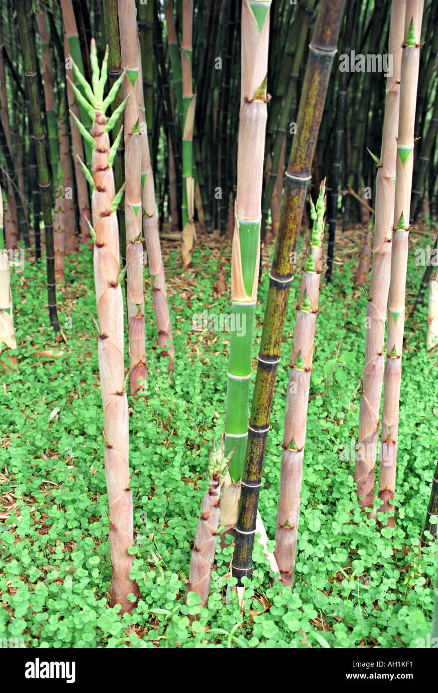 Phyllostachys nigra black bamboo in esecuzione giovani germogli concetto foto Foto Stock