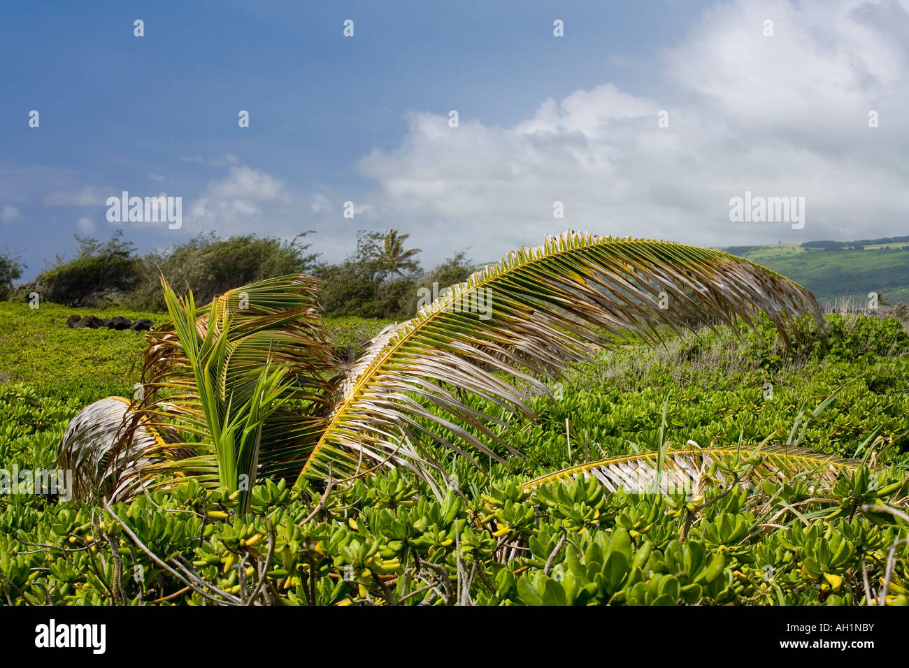 Vista di un piccolo albero di palme che cresce in un campo nel distretto di uae di Big Island delle Hawaii Foto Stock