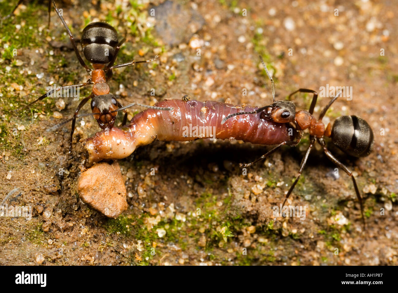 2 Formiche di legno (formica rufa) con la preda sul loro modo torna a nido maulden legno bedfordshire Foto Stock