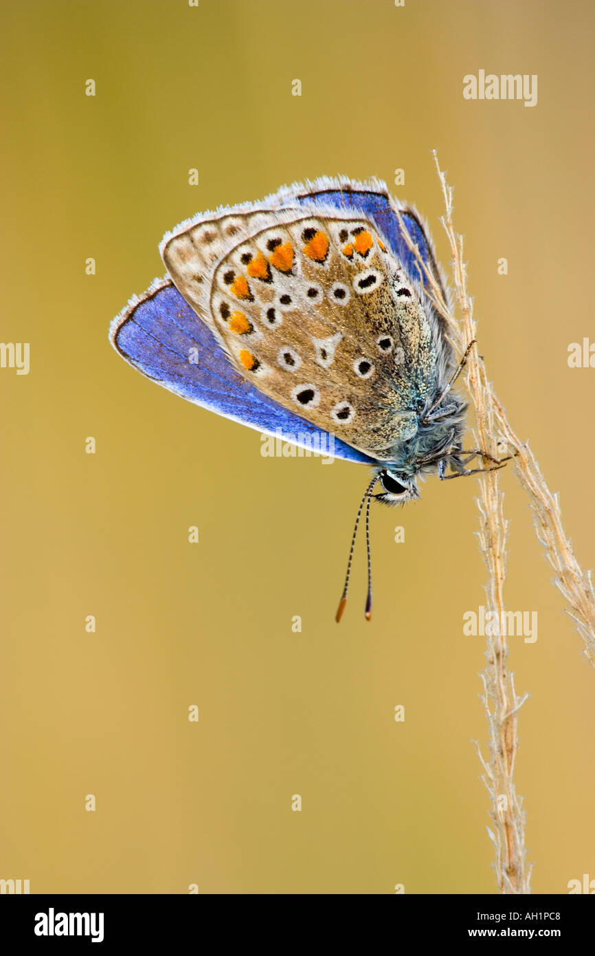 Blu comune Polyommatus icarus a riposo sulle teste di erba in mattina presto luce con bello sfondo disinnescare potton bedfordshire Foto Stock