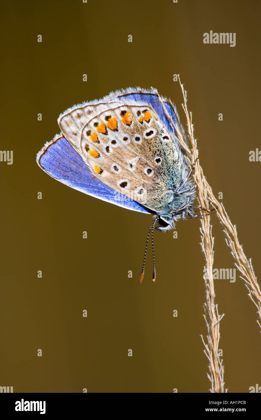 Blu comune Polyommatus icarus a riposo sulle teste di erba in mattina presto luce con bello sfondo disinnescare potton bedfordshire Foto Stock