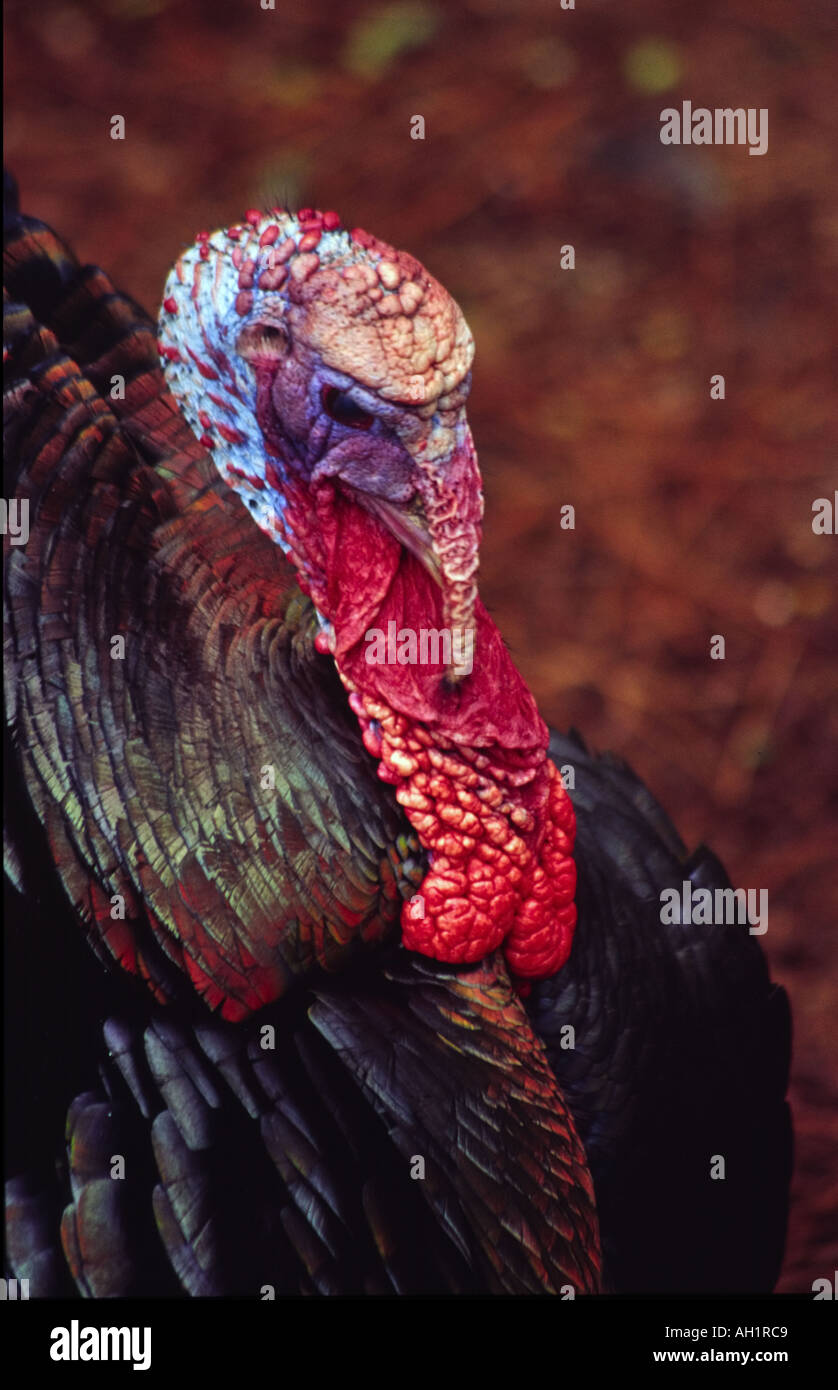 Close up dei maschi selvatici turchia tom con colore rosso brillante di bargiglio Meleagris gallopavo Foto Stock