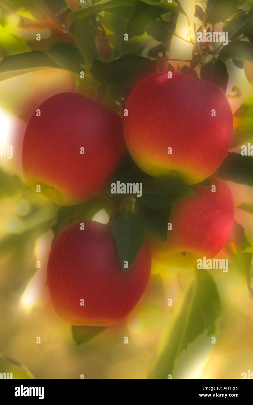 Quattro mature mele rosse su un albero nel frutteto Honey Pot Hill Farm Stow MA USA Foto Stock