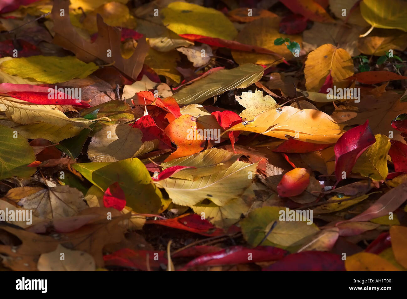 Colorato autunno autunno rosso arancione verde e foglie di giallo sul suolo della foresta Foto Stock