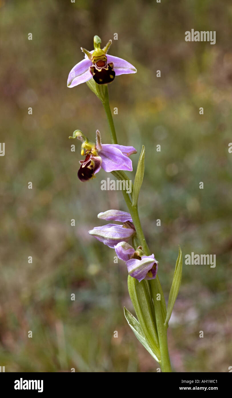 Bee orchid con quattro fiori Foto Stock