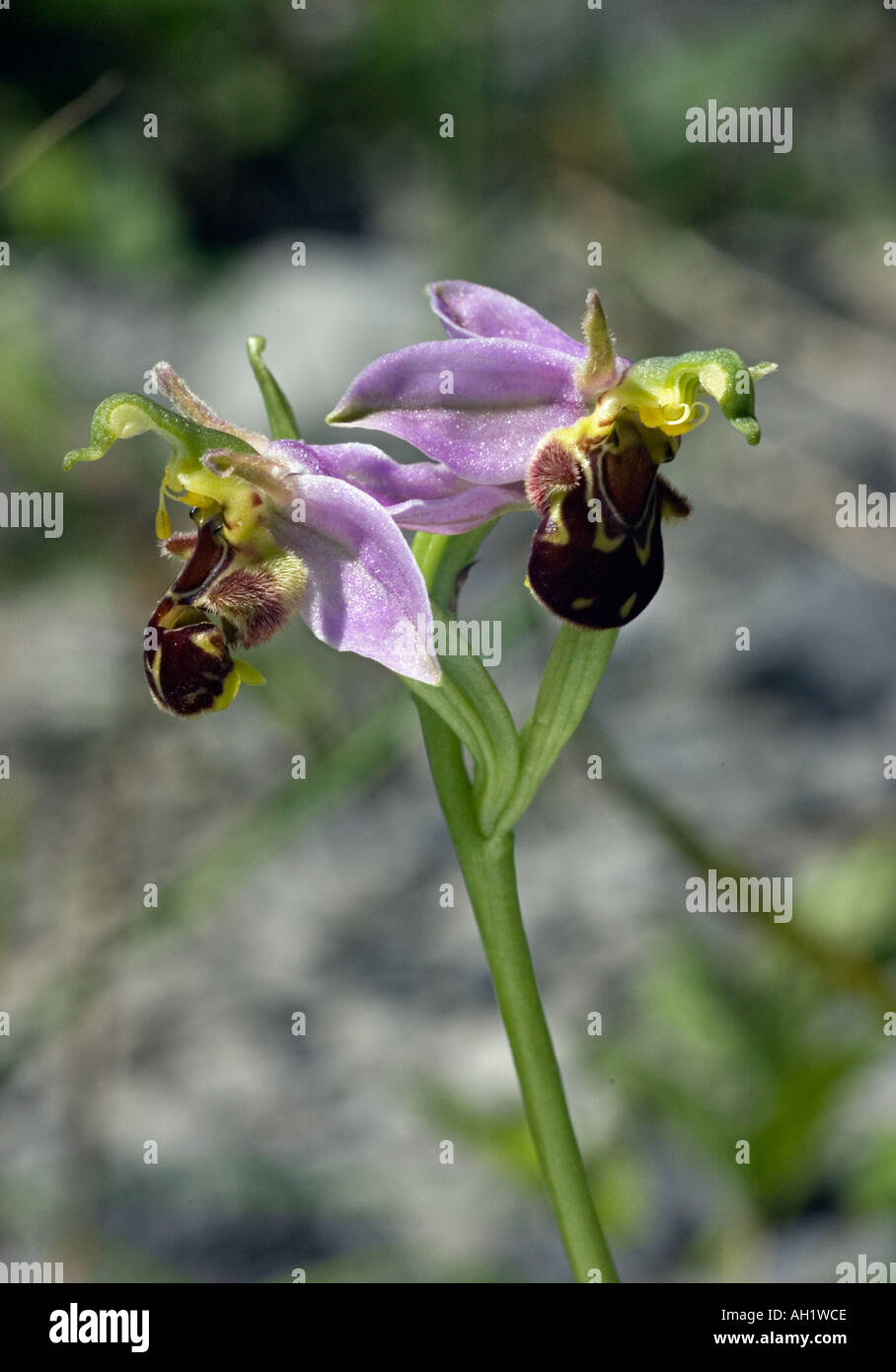 Bee orchid con due fiori Foto Stock
