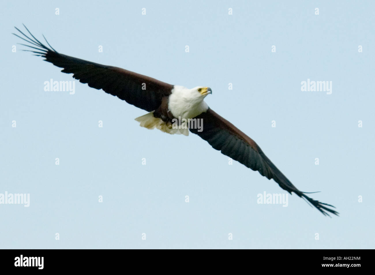 African fish eagle Haliaeetus vocifer Foto Stock