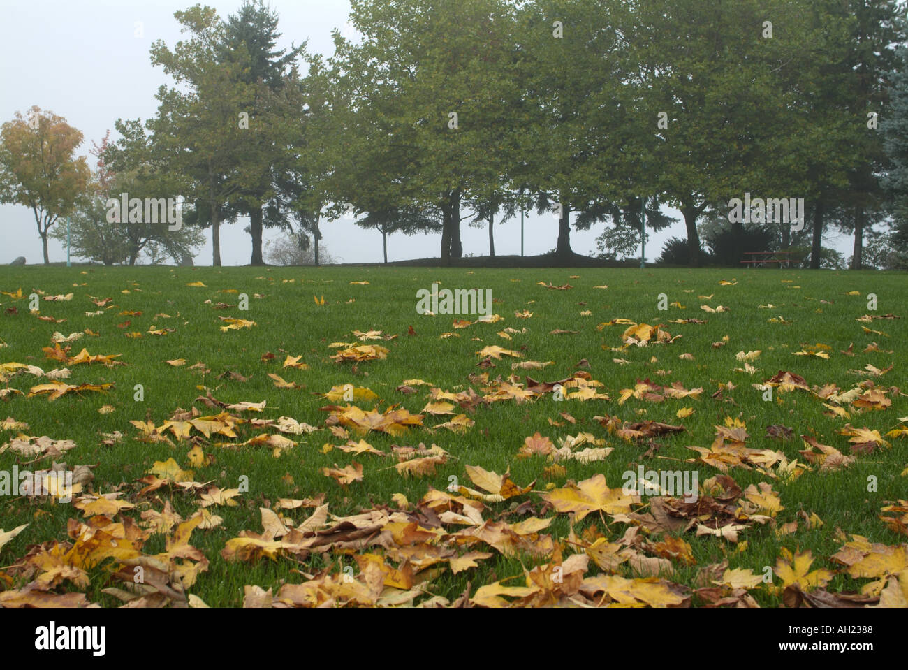 Maffeo Sutton Park in caduta di Nanaimo Vancouver Island British Columbia Canada Foto Stock
