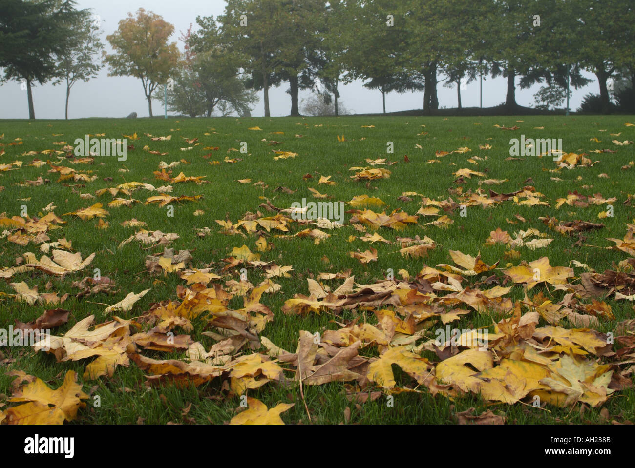 Maffeo Sutton Park in caduta di Nanaimo Vancouver Island British Columbia Canada Foto Stock