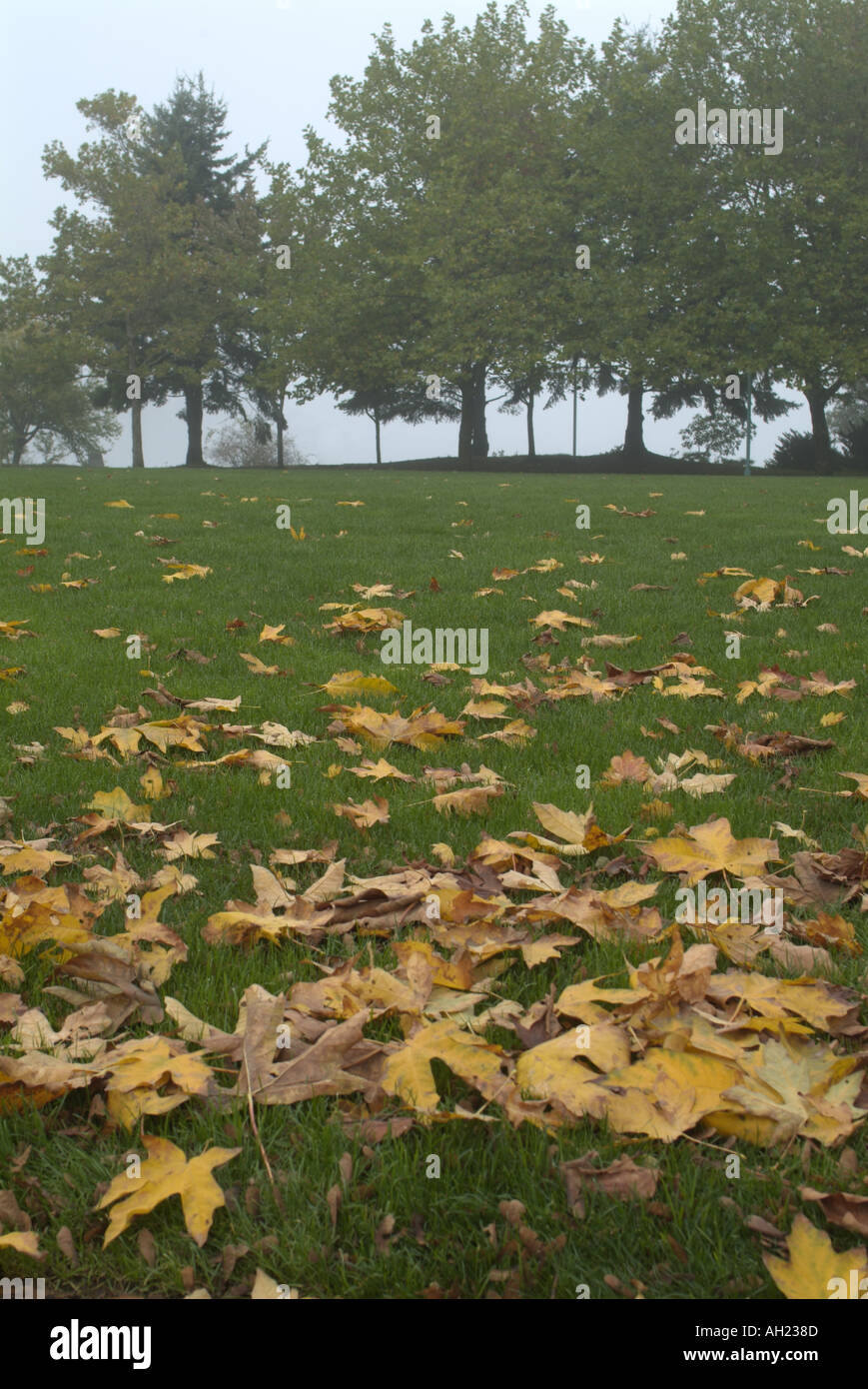 Maffeo Sutton Park in caduta di Nanaimo Vancouver Island British Columbia Canada Foto Stock