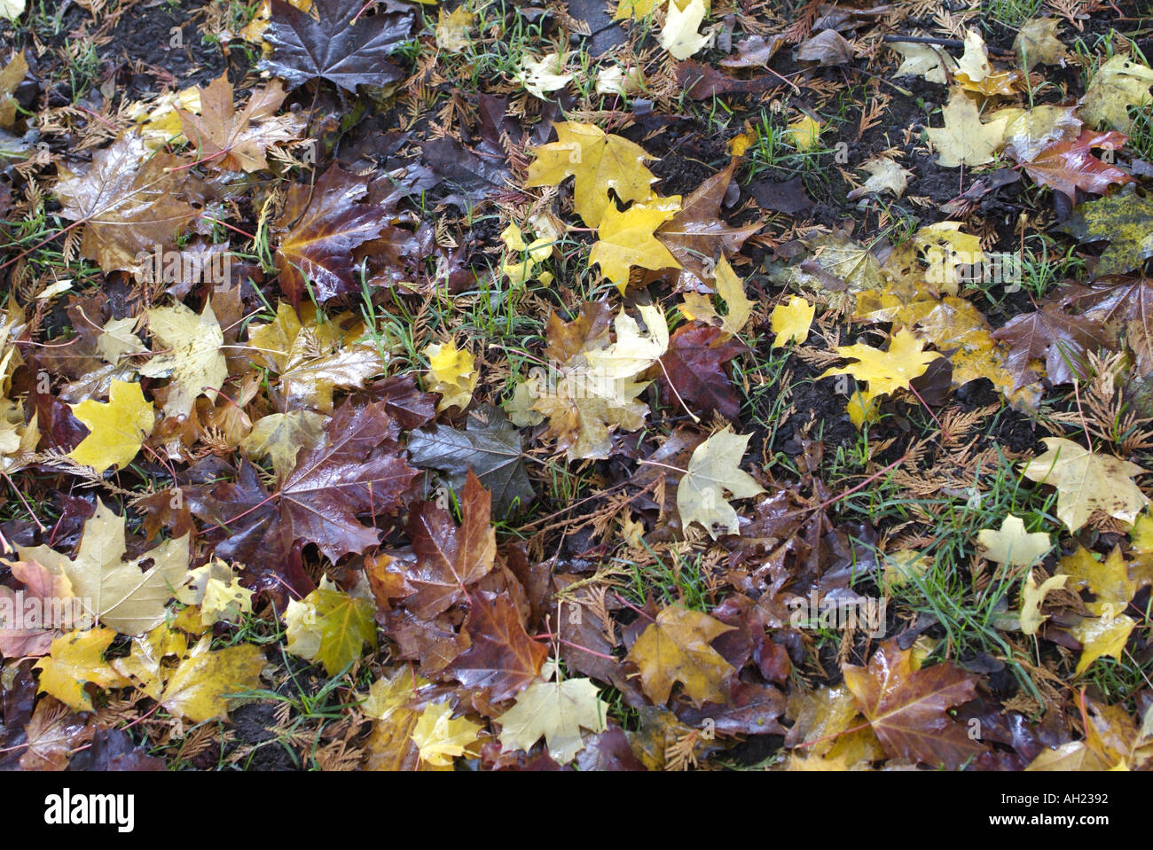 Caduta foglie Nanaimo Vancouver Island British Columbia Canada Foto Stock