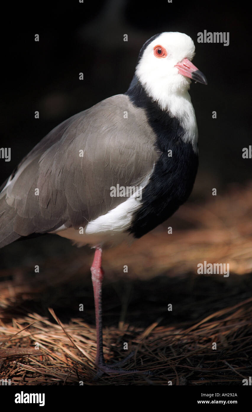 Lunga toed Pavoncella Vanellus crassirostis Africa Foto Stock