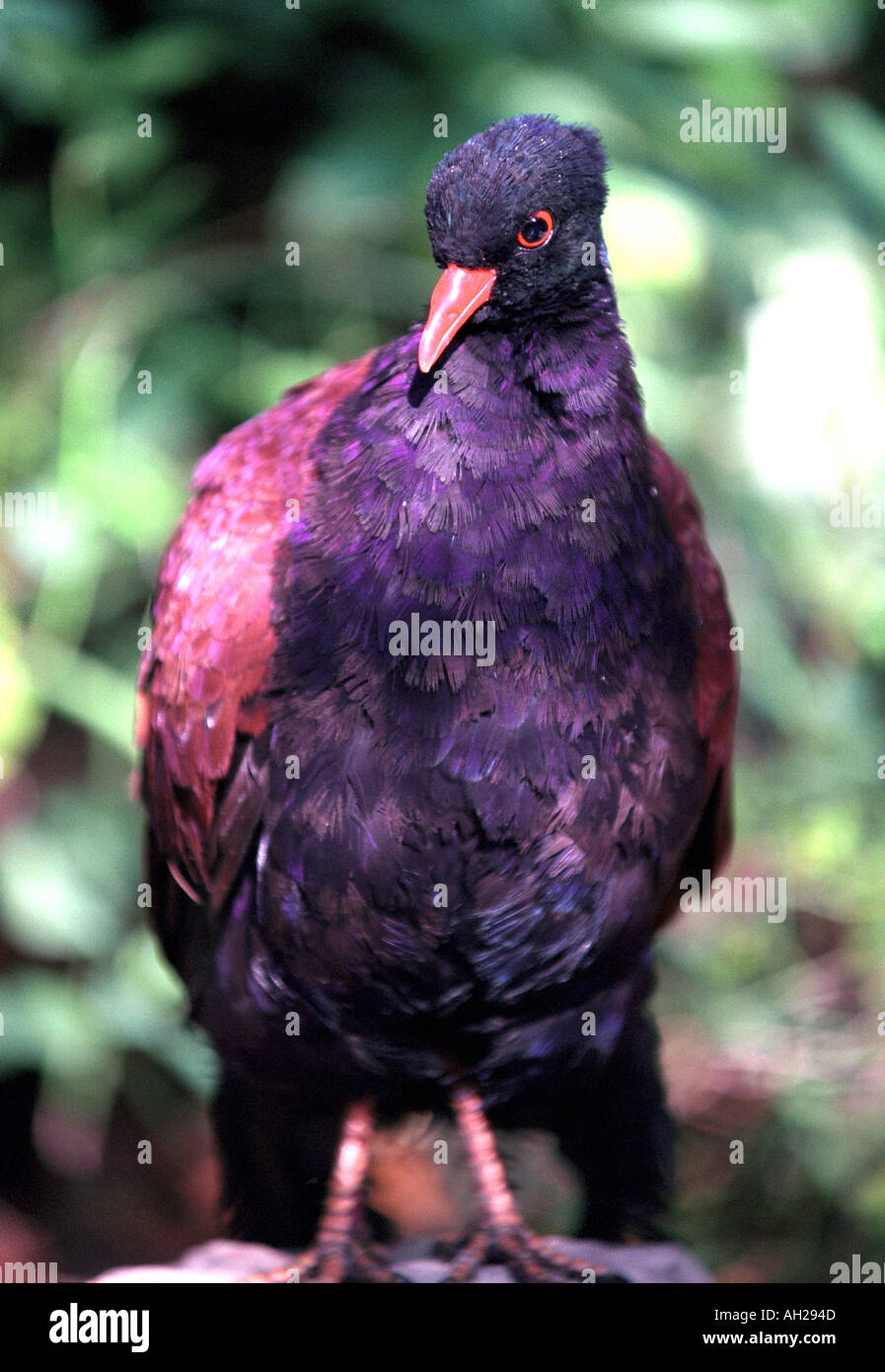 Violetta piantaggine eater Musophaga violacea Africa Foto Stock