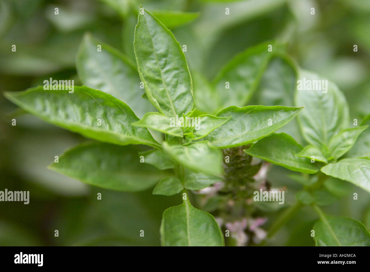 Primo piano di foglie di basilico Foto Stock